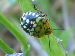 Nezara viridula