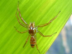 Cosmophasis bitaeniata
