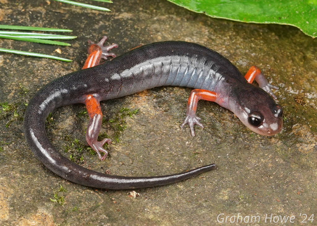 Cheoah Bald Salamander