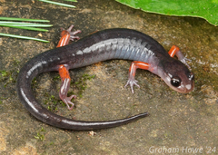 Cheoah Bald Salamander photo 1
