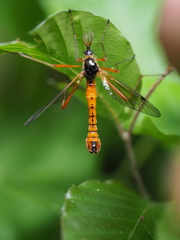 Tanyptera atrata