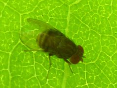 Diptera