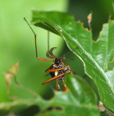 Tanyptera atrata