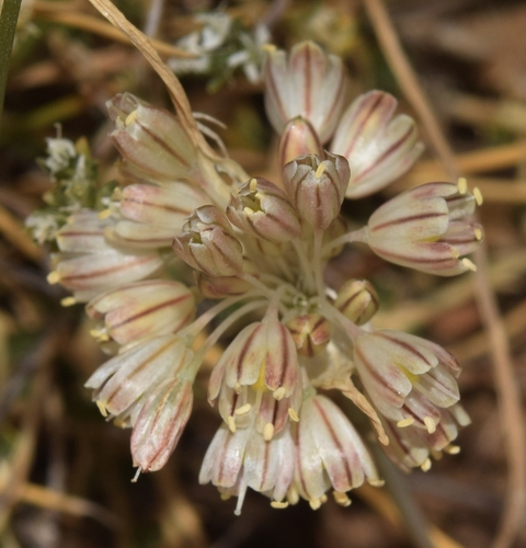 Allium valdesianum