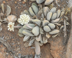 Crassula tecta