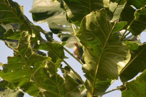 Red-winged Prinia