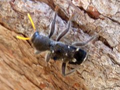 Trogodendron fasciculatum