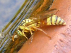Aculeata