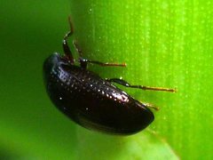 Coleoptera