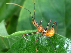 Reduviidae