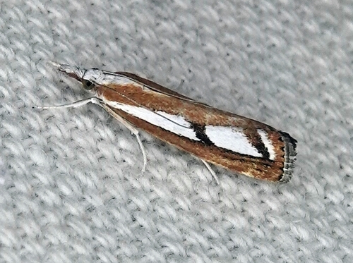 Two-banded Catoptria Moth photo 4