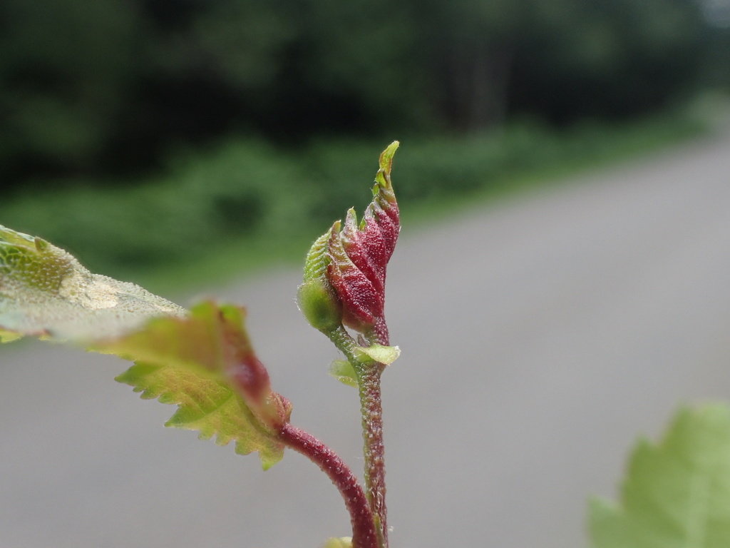 Resseliella betulicola