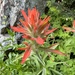 Giant Red Paintbrush - Photo (c) Mary Duffy, some rights reserved (CC BY-NC), uploaded by Mary Duffy