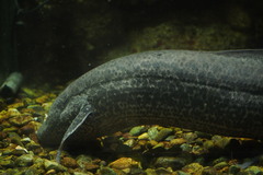 Marbled Lungfish photo 3