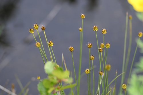 Image of Carex capitata by (c) Syd Cannings, some rights reserved (CC BY)