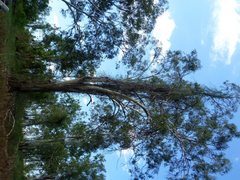 Cryptostegia grandiflora