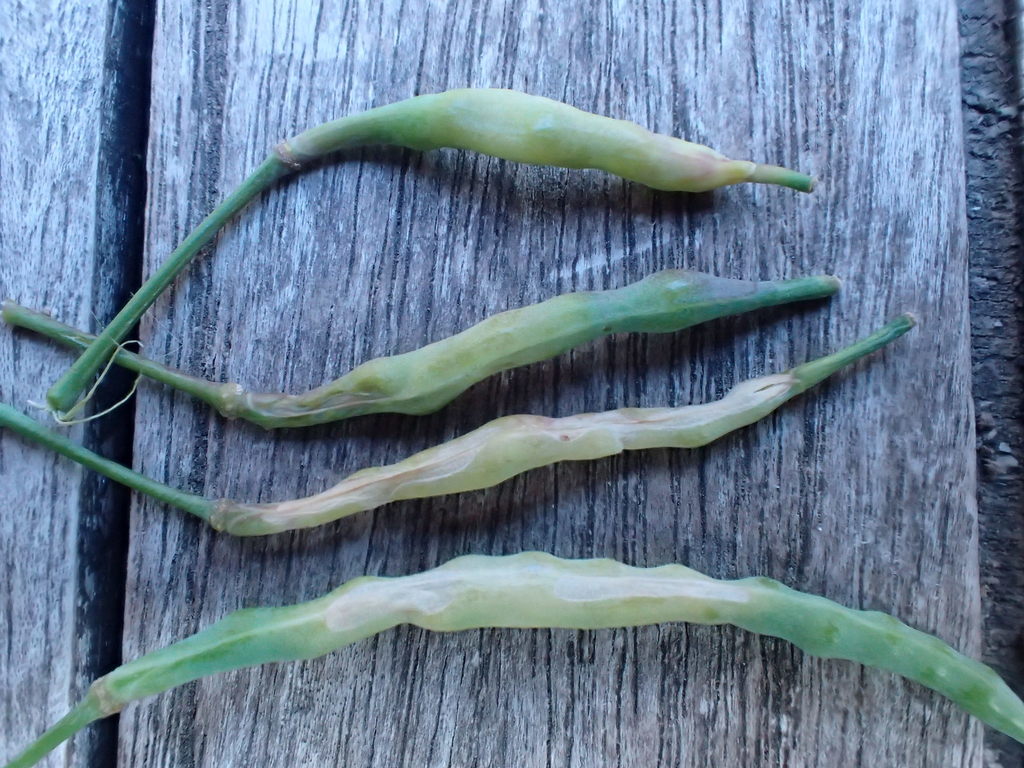 brassica pod midge