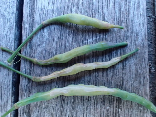 brassica pod midge