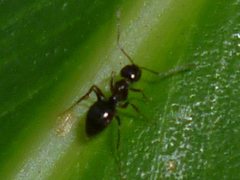Formicidae