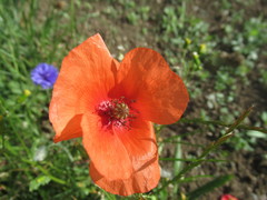 Papaver rhoeas