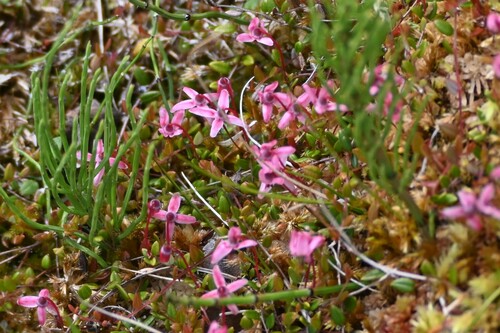 Image of Vaccinium microcarpum by (c) Syd Cannings, some rights reserved (CC BY)