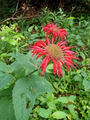 Scarlet bee balm