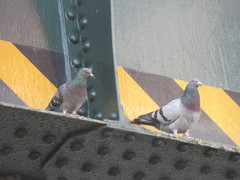 Columba livia domestica
