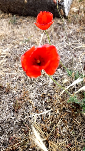 common poppy
