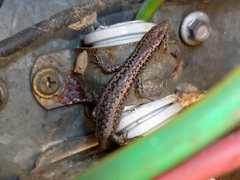 Cryptoblepharus australis