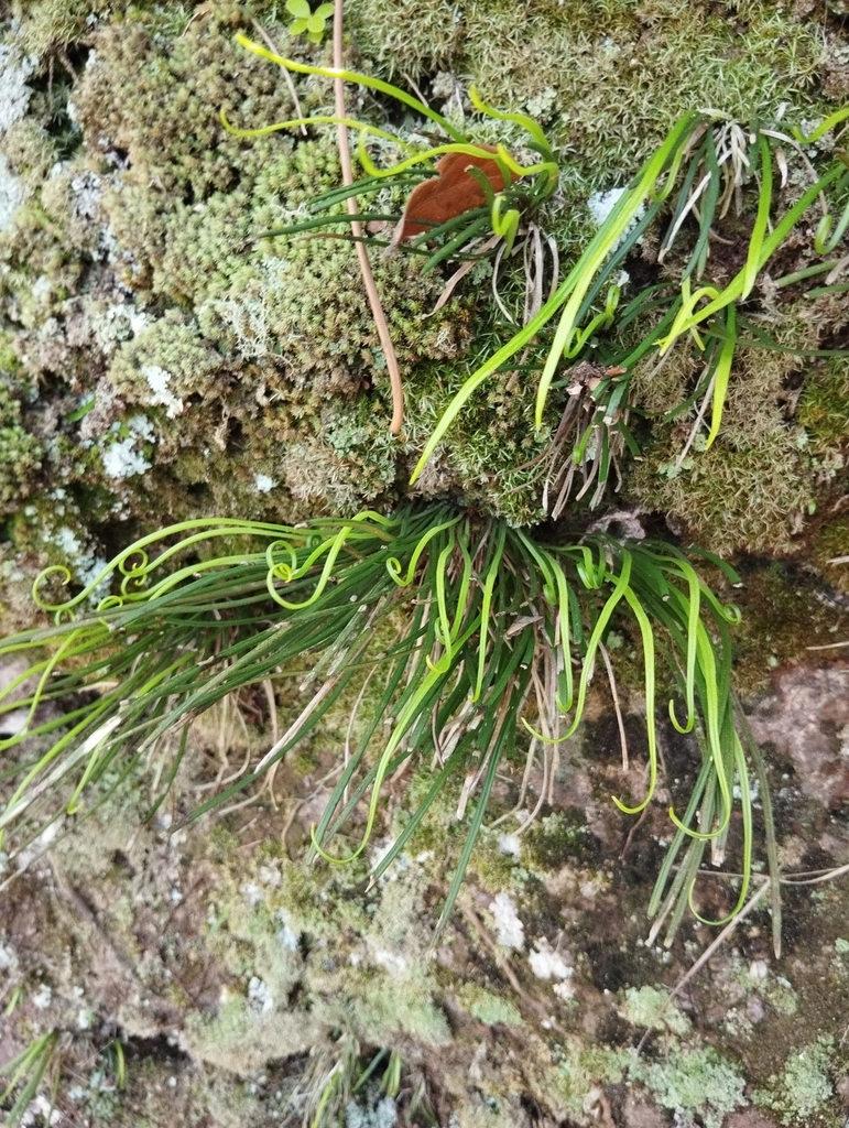Vittaria bradeorum