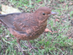 Turdus merula
