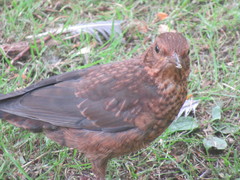 Turdus merula