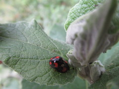 Harmonia axyridis