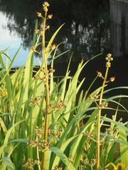 Scrophularia auriculata