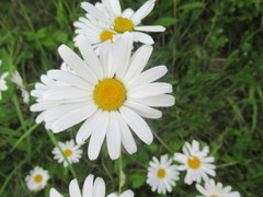 Leucanthemum vulgare