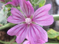 Malva sylvestris