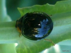 Chilocorus malasiae