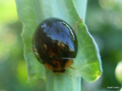 Chilocorus malasiae