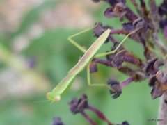 Orthodera ministralis