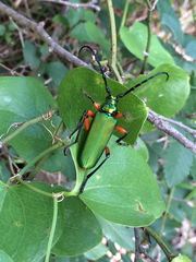 Plinthocoelium suaveolens