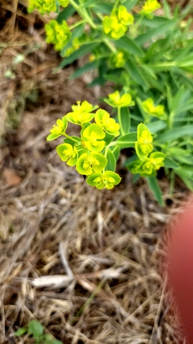 slender leafy spurge
