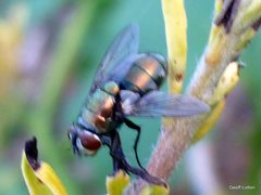 Calliphoridae