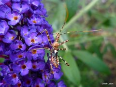 Reduviidae