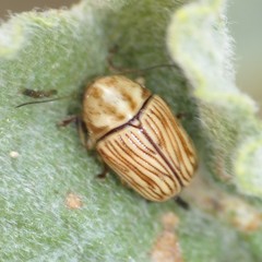 Cryptocephalus merus