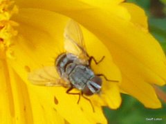 Tachinidae