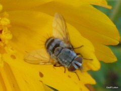 Tachinidae