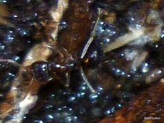 Formicidae