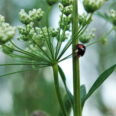 Harmonia axyridis