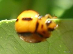 Coelophora inaequalis