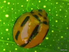 Coelophora inaequalis
